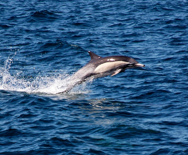 catalinadolphin.jpg